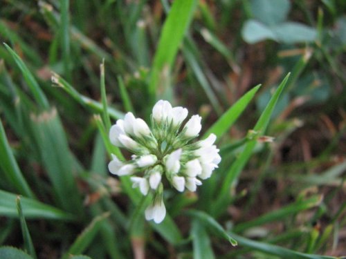 White Clover (Trifolium repens)