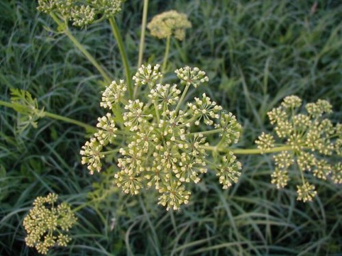 Prairie Parsley (Polytaenia nuttallii)