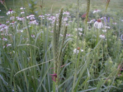 Gama Grass (Tripsacum dactyloides)