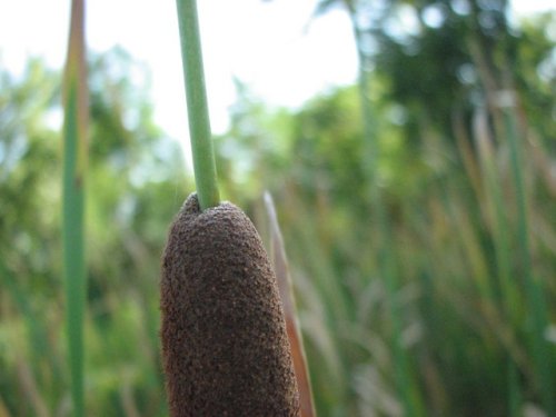 Narrowleaf Cattail (Typha angustifolia)