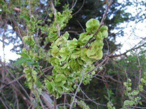 Siberian Elm (Ulmus pumila)