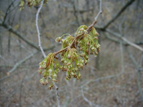 Red Elm (Ulmus rubra)