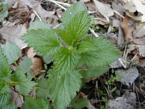 Stinging Nettle (Urtica dioica)