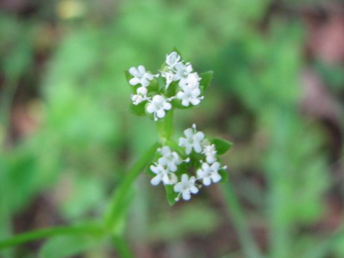 Beaked Cornsalad (Valerianella radiata)