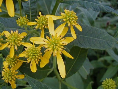 Wingstem (Verbesina alternifolia)