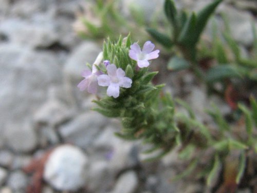 Bigbract Verbena (Verbena bracteata)