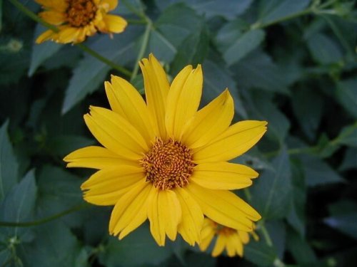 False Sunflower (Heliopsis helianthoides)