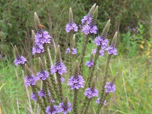 Blue Verbena (Verbena hastata)