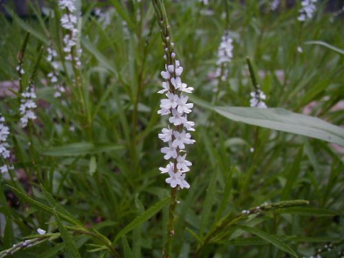 Narrowleaf Verbena (Verbena simplex)