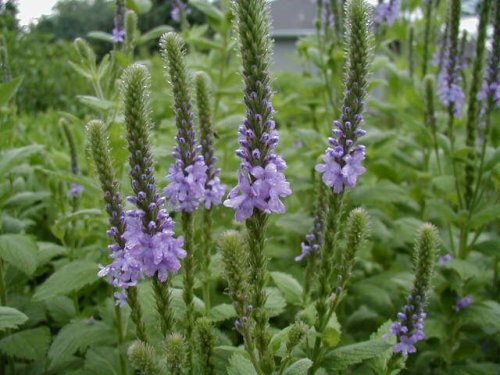 Woolly Verbena (Verbena stricta)