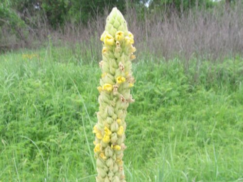 Common Mullein (Verbascum thapsus)