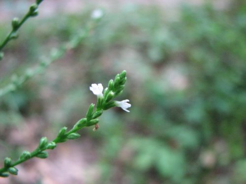 White Verbena (Verbena urticifolia)