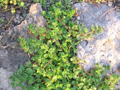 Wayside Speedwell (Veronica polita)