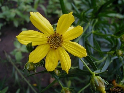 Finger Coreopsis (Coreopsis palmata)