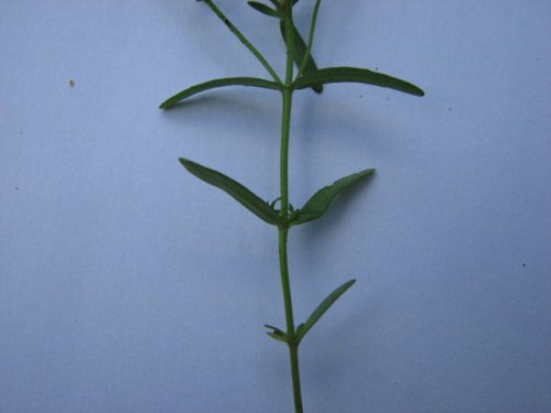 Purslane Speedwell (Veronica peregrina)