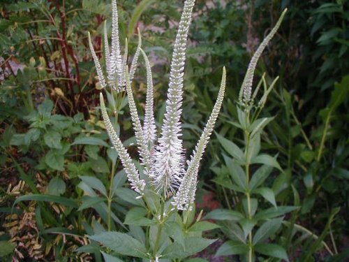 Culver's Root (Veronicastrum virginicum)