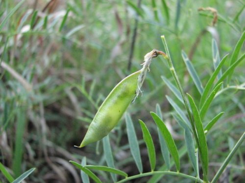 American Vetch (Vicia americana)