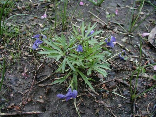 Prairie Violet (Viola pedatifida)
