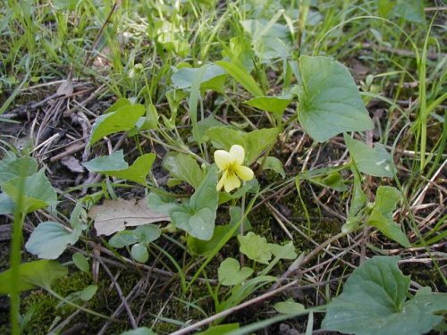 Yellow Violet (Viola pubescens)