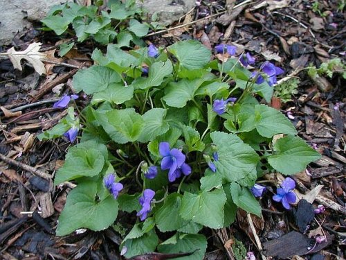 Common Blue Violet (Viola sororia)