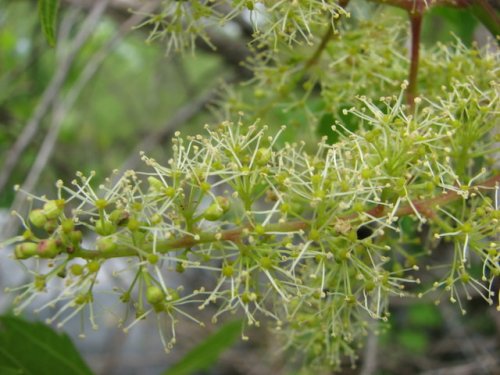 Riverbank Grape (Vitis riparia)