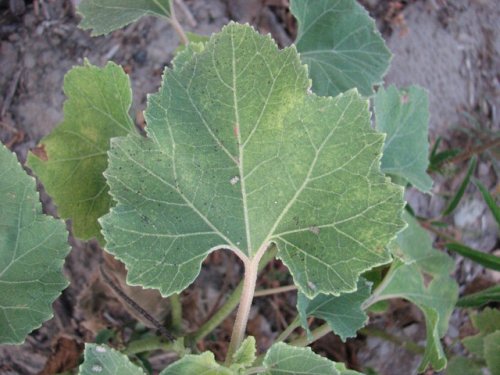 Cocklebur (Xanthium strumarium)