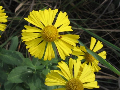 Sneezeweed (Helenium autumnale)