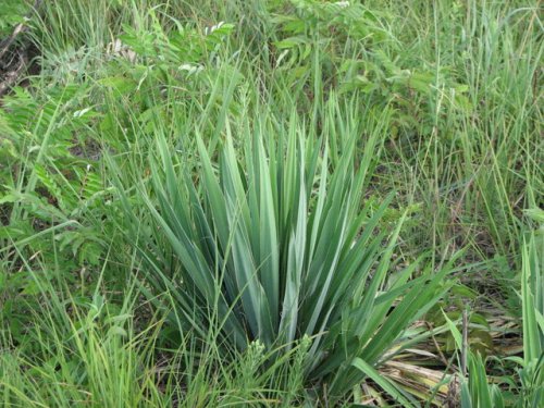 Yucca (Yucca filamentosa)