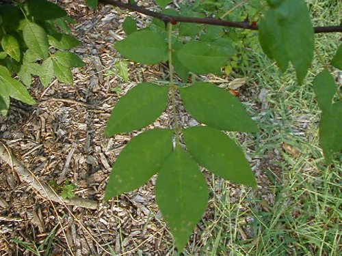 Prickly Ash (Zanthoxylum americanum)