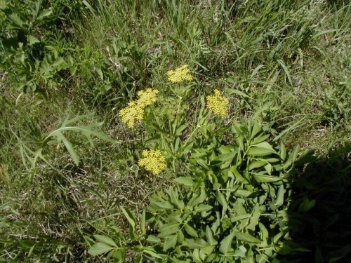 Golden Alexanders (Zizia aurea)