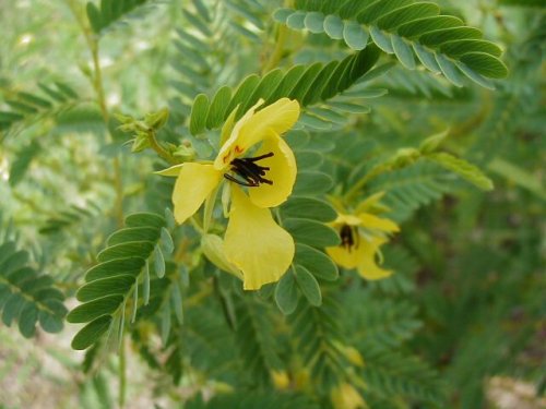 Partridge Pea (Chamaecrista fasciculata)