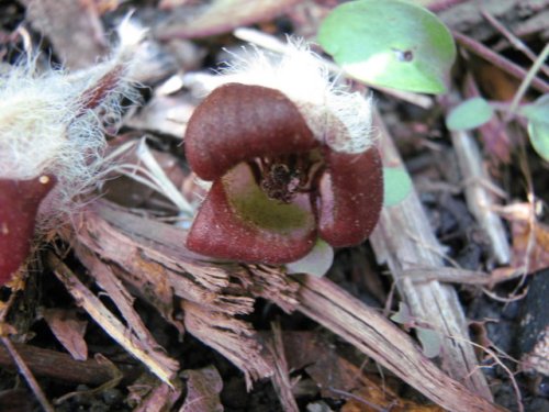 Canada Wild Ginger (Asarum canadense)