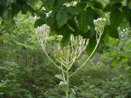 Pale Indian Plantain (Arnoglossum atriplicifolium)