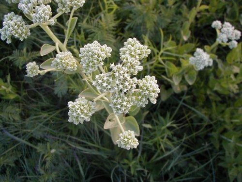 Tuberous Indian Plantain (Arnoglossum plantagineum)