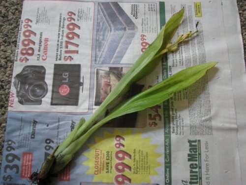 Loesel's twayblade (Liparis loeselii)