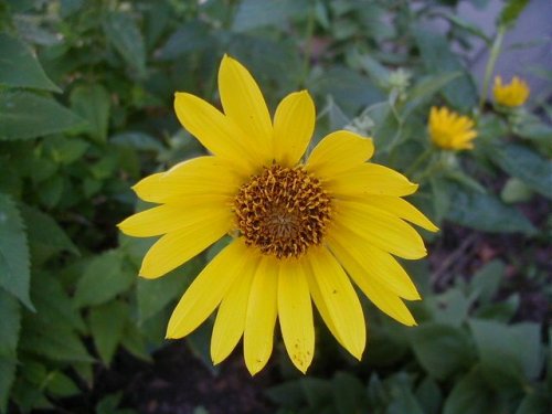 Ashy Sunflower (Helianthus mollis)