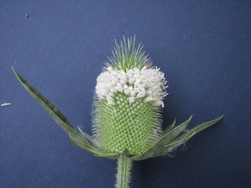 Cut Leaf Teasel (Dipsacus laciniatus)