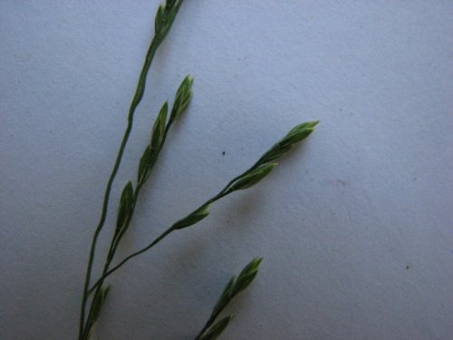 Nodding Fescue (Festuca subverticillata)