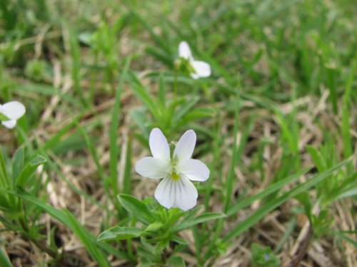 Johny Jump Up (Viola bicolor)