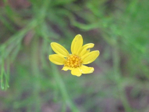 Prairie Broomweed (Amphiachyris dracunculoides)