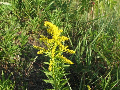 Missouri Goldenrod (Solidago missouriensis)