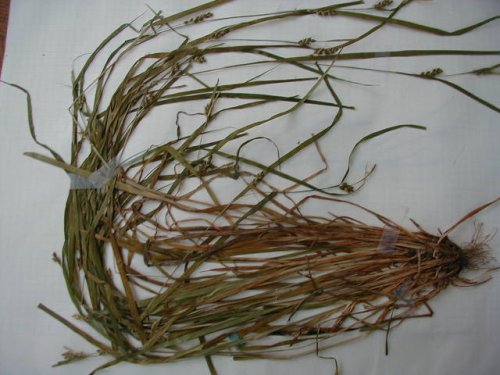 Narrowleaf Sedge (Carex grisea)