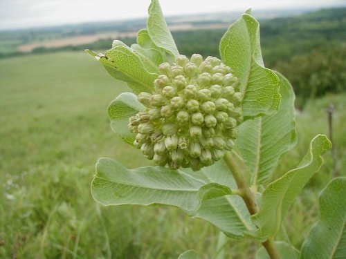 Green Milkweed (Asclepias viridiflora)