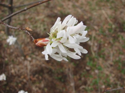 Downy Serviceberry (Amelanchier arborea)