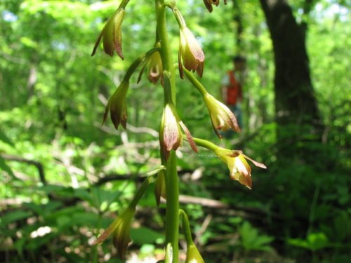 puttyroot (Aplectrum hyemale)