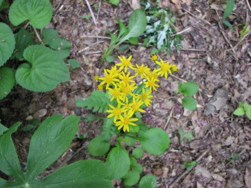 round-leaf ragwort (Packera obovata)