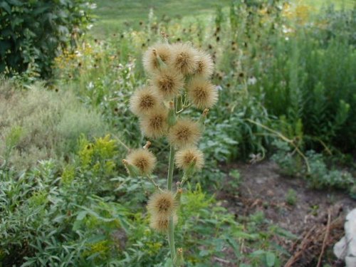 Long-bearded Hawkweed (Hieracium longipilum)