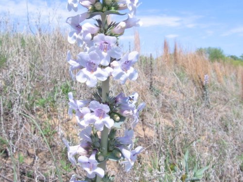 Buckley Beardtongue (Penstemon buckleyi)