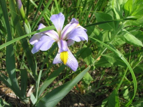 Viriginia iris (Iris virginica)