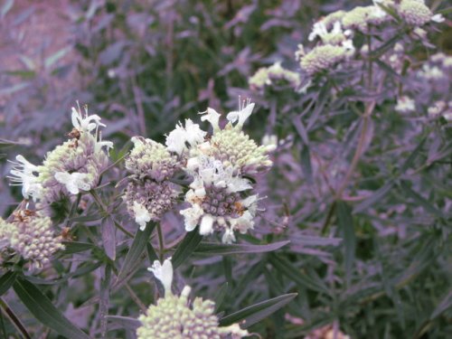 Virginia mountain mint (Pycnanthemum virginianum)